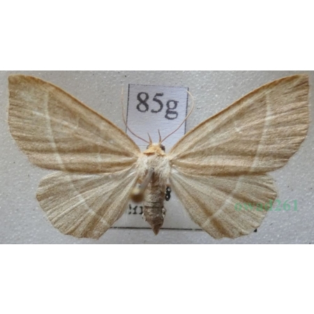 Trisateles emortualis (Denis & Schiffermüller, 1775) Pomiarka zmarlica Czech85g